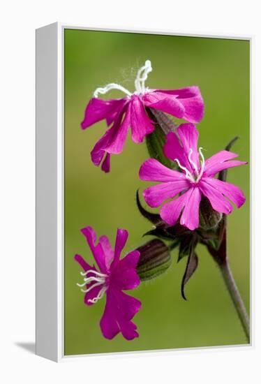 Red Campion (Silene Dioica)-Bob Gibbons-Framed Premier Image Canvas