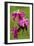 Red Campion (Silene Dioica)-Bob Gibbons-Framed Photographic Print