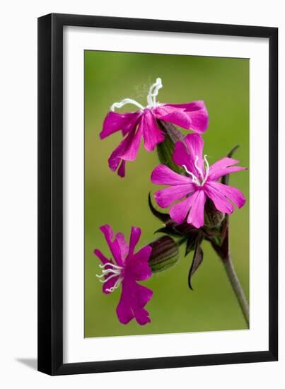 Red Campion (Silene Dioica)-Bob Gibbons-Framed Photographic Print