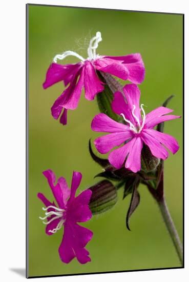 Red Campion (Silene Dioica)-Bob Gibbons-Mounted Photographic Print