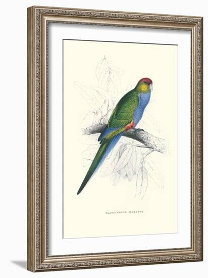 Red Capped Parakeet Female - Purpureicephalus Spurius-Edward Lear-Framed Art Print