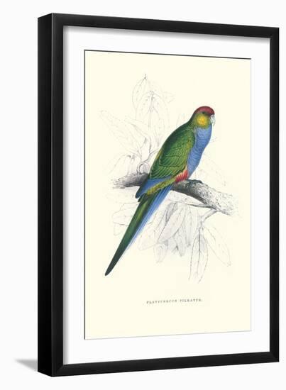 Red Capped Parakeet Female - Purpureicephalus Spurius-Edward Lear-Framed Art Print