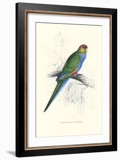 Red Capped Parakeet Female - Purpureicephalus Spurius-Edward Lear-Framed Art Print