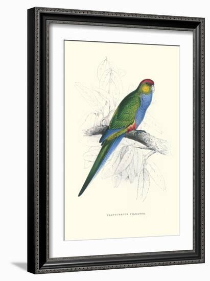 Red Capped Parakeet Female - Purpureicephalus Spurius-Edward Lear-Framed Art Print