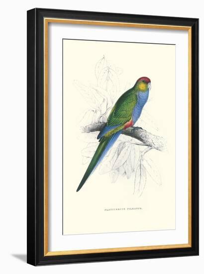 Red Capped Parakeet Female - Purpureicephalus Spurius-Edward Lear-Framed Art Print