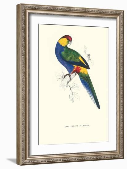 Red Capped Parakeet Male -Purpureicephalus Spurius-Edward Lear-Framed Art Print