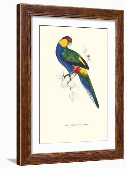 Red Capped Parakeet Male -Purpureicephalus Spurius-Edward Lear-Framed Art Print