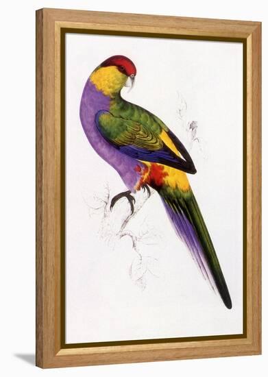 Red-Capped Parrot, Purpureicephalus Spurius-Edward Lear-Framed Premier Image Canvas