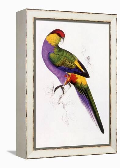 Red-Capped Parrot, Purpureicephalus Spurius-Edward Lear-Framed Premier Image Canvas