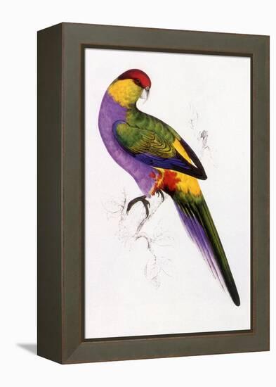 Red-Capped Parrot, Purpureicephalus Spurius-Edward Lear-Framed Premier Image Canvas