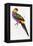 Red-Capped Parrot, Purpureicephalus Spurius-Edward Lear-Framed Premier Image Canvas