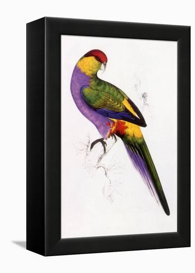 Red-Capped Parrot, Purpureicephalus Spurius-Edward Lear-Framed Premier Image Canvas