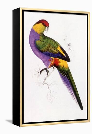 Red-Capped Parrot, Purpureicephalus Spurius-Edward Lear-Framed Premier Image Canvas