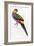 Red-Capped Parrot, Purpureicephalus Spurius-Edward Lear-Framed Giclee Print