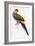 Red-Capped Parrot, Purpureicephalus Spurius-Edward Lear-Framed Giclee Print