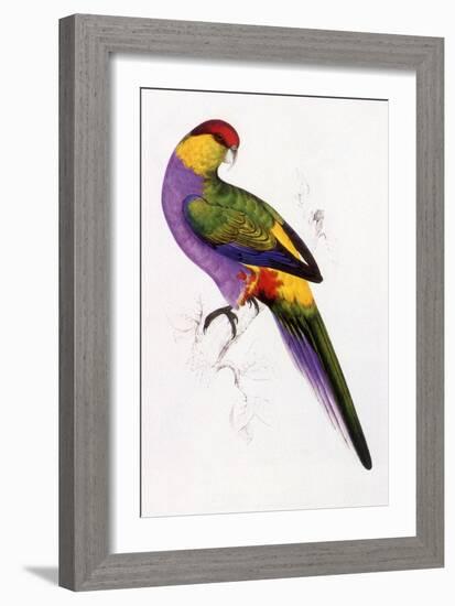 Red-Capped Parrot, Purpureicephalus Spurius-Edward Lear-Framed Giclee Print