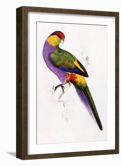 Red-Capped Parrot, Purpureicephalus Spurius-Edward Lear-Framed Giclee Print