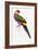 Red-Capped Parrot, Purpureicephalus Spurius-Edward Lear-Framed Giclee Print