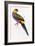 Red-Capped Parrot, Purpureicephalus Spurius-Edward Lear-Framed Giclee Print