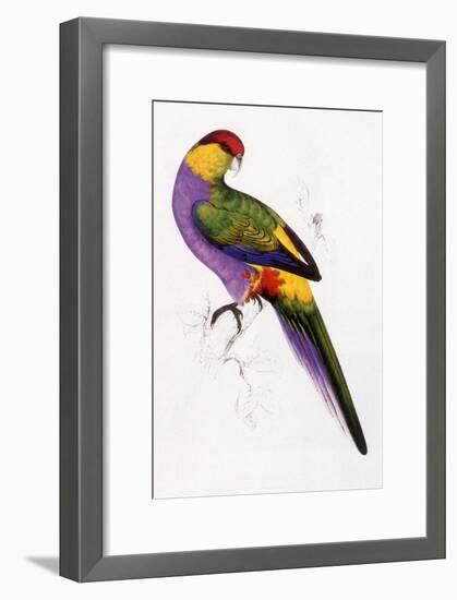 Red-Capped Parrot, Purpureicephalus Spurius-Edward Lear-Framed Giclee Print