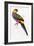 Red-Capped Parrot, Purpureicephalus Spurius-Edward Lear-Framed Giclee Print