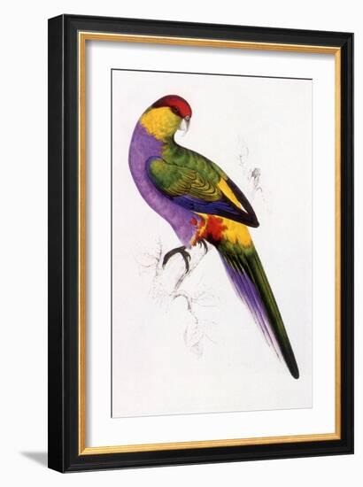 Red-Capped Parrot, Purpureicephalus Spurius-Edward Lear-Framed Giclee Print