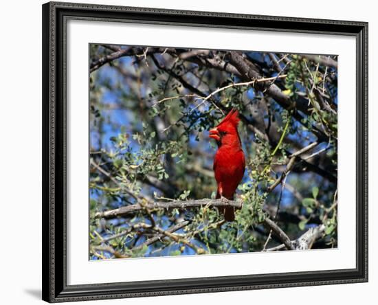 Red Cardinal in Arizona-Carol Polich-Framed Photographic Print