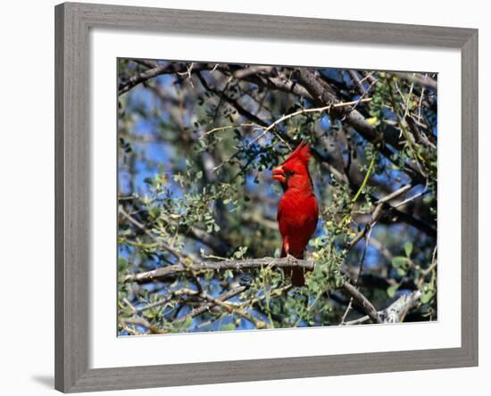 Red Cardinal in Arizona-Carol Polich-Framed Photographic Print