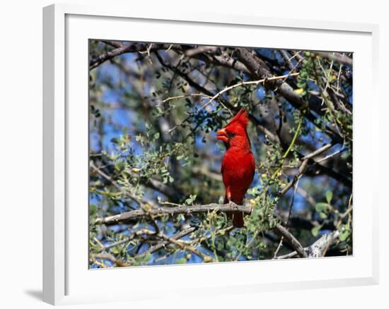 Red Cardinal in Arizona-Carol Polich-Framed Photographic Print