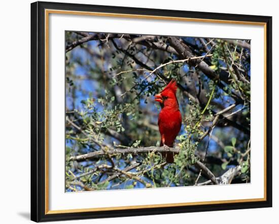 Red Cardinal in Arizona-Carol Polich-Framed Photographic Print