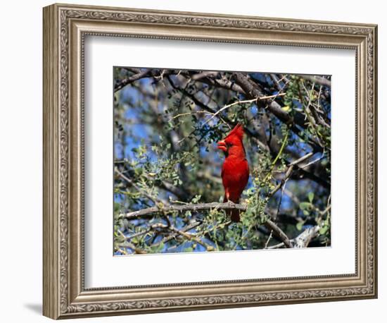 Red Cardinal in Arizona-Carol Polich-Framed Photographic Print