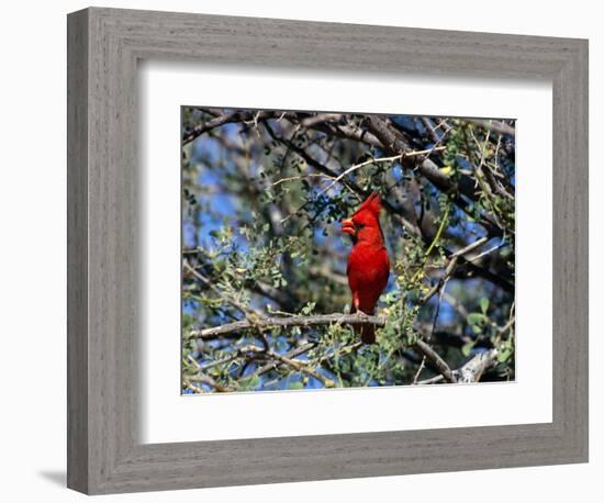 Red Cardinal in Arizona-Carol Polich-Framed Photographic Print