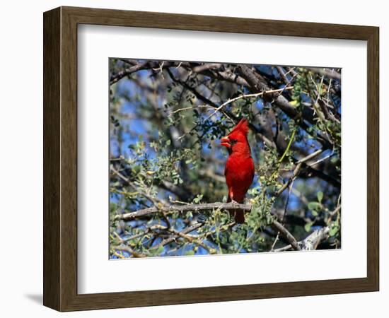 Red Cardinal in Arizona-Carol Polich-Framed Photographic Print