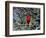 Red Cardinal in Arizona-Carol Polich-Framed Photographic Print