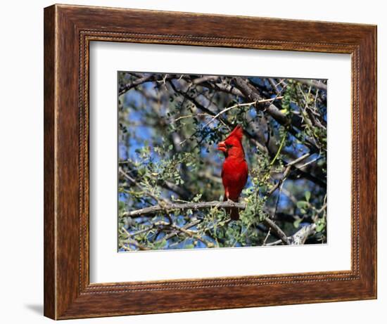 Red Cardinal in Arizona-Carol Polich-Framed Photographic Print