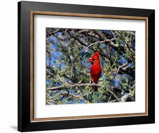 Red Cardinal in Arizona-Carol Polich-Framed Photographic Print