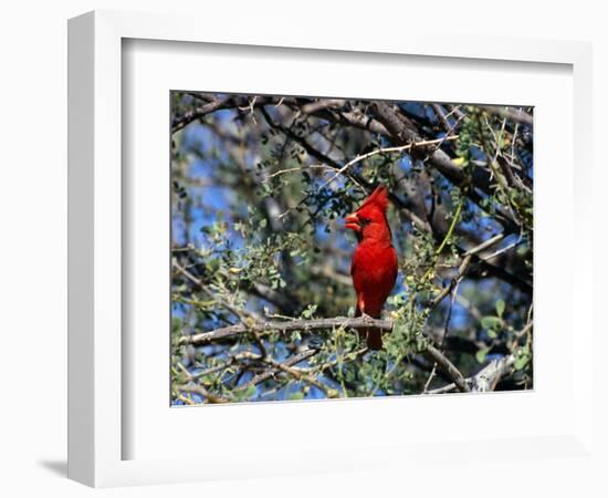 Red Cardinal in Arizona-Carol Polich-Framed Photographic Print