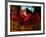 Red Cardinal Thai Temp-Daniel Stanford-Framed Art Print