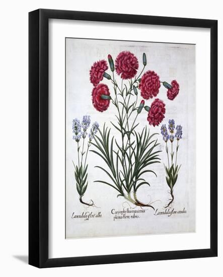Red Carnation and Lavender, from 'Hortus Eystettensis', by Basil Besler (1561-1629), Pub. 1613 (Han-German School-Framed Giclee Print