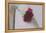 Red Carnation-Carolina Hernandez-Framed Premier Image Canvas