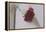 Red Carnation-Carolina Hernandez-Framed Premier Image Canvas