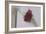 Red Carnation-Carolina Hernandez-Framed Photographic Print