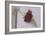 Red Carnation-Carolina Hernandez-Framed Photographic Print