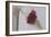 Red Carnation-Carolina Hernandez-Framed Photographic Print