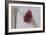 Red Carnation-Carolina Hernandez-Framed Photographic Print