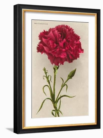 Red Carnation-null-Framed Art Print