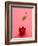 Red Cherry with Stalk and One Leaf-Axel Struwe-Framed Photographic Print