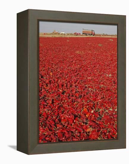 Red Chillies Laid Out to Dry in the Sun and Lorries Waiting to Be Loaded, Tonk District-Annie Owen-Framed Premier Image Canvas