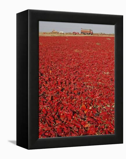 Red Chillies Laid Out to Dry in the Sun and Lorries Waiting to Be Loaded, Tonk District-Annie Owen-Framed Premier Image Canvas