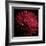 Red Chrysanthemum on Black-Tom Quartermaine-Framed Giclee Print